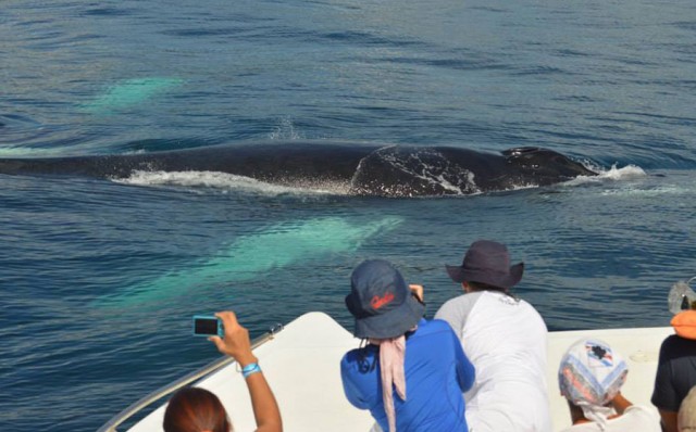 Ballenas Jorobadas en Samaná