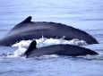 ballenas-jorobadas-samana-04.jpg