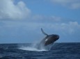 ballenas-jorobadas-samana-05.jpg