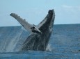 ballenas-jorobadas-samana-06.jpg