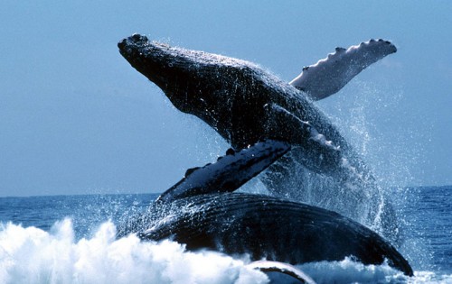 Galería de Fotos - Ballenas Jorobadas en Samaná