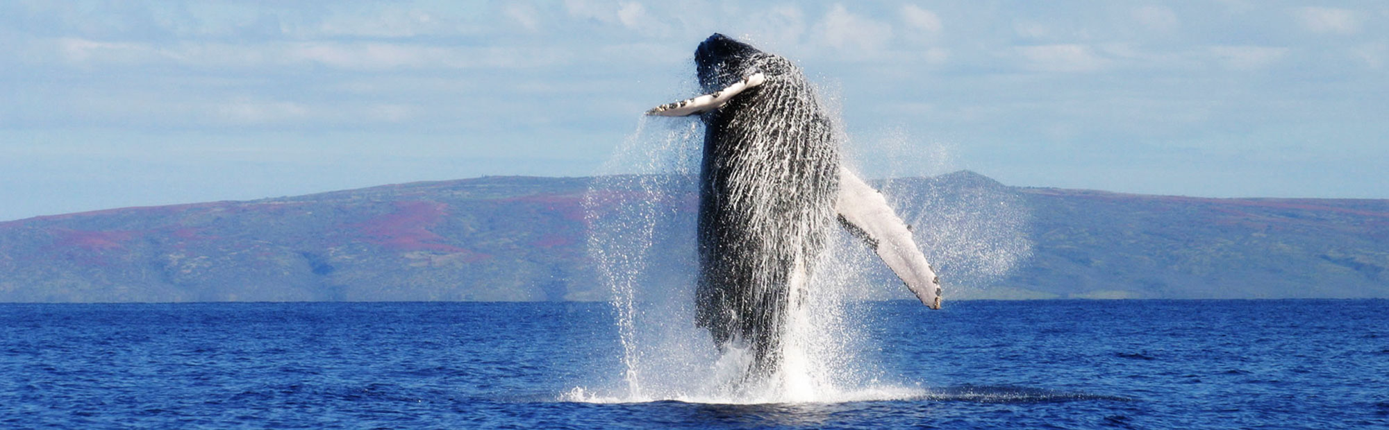 Ballenas Jorobadas en Samaná