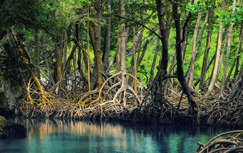 Galería de Fotos - Parque Nacional Los Haitises